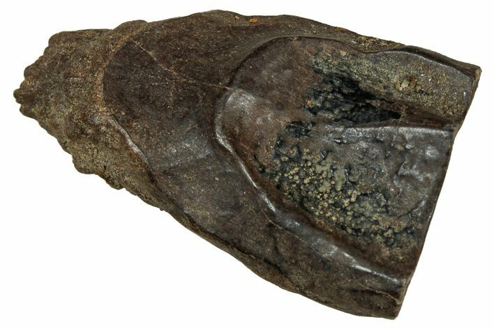 Large, Fossil Triceratops Shed Tooth - Montana #350657